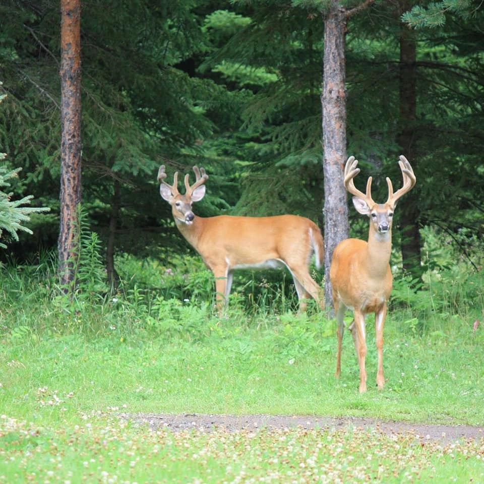 Dawson Road, My Favourite Rural Areas to Live in Thunder Bay